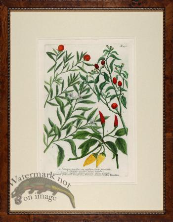 Weinmann Burl with Gold DM 07